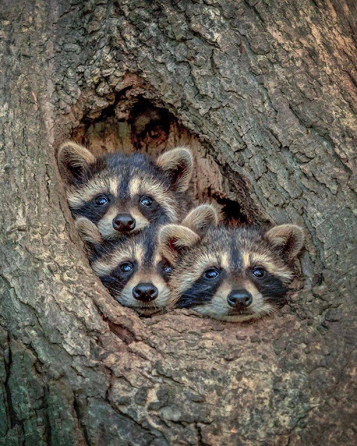A family of Raccoons photo o familie de ratoni fotografie animale salbativr