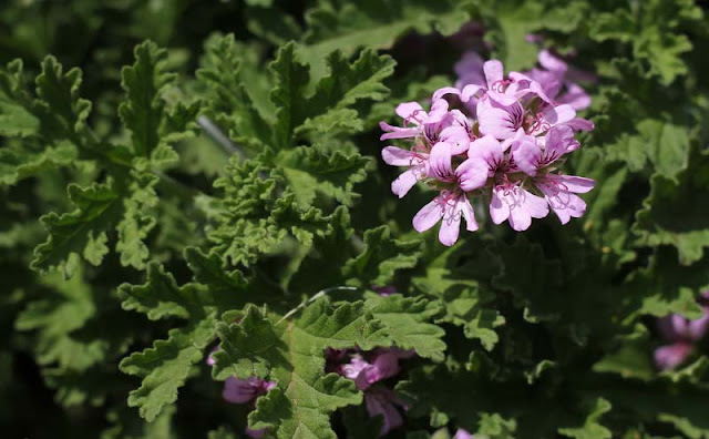 Pelargonium Graveolens Flowers Pictures