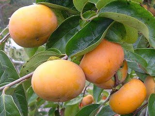 japanese persimmon fruit images