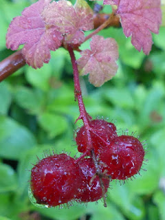 Gadellier glanduleux - Ribes glandulosum