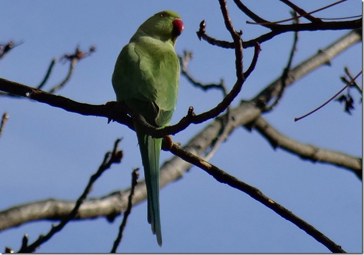 jardin de luxembourge parrot 112316 00000