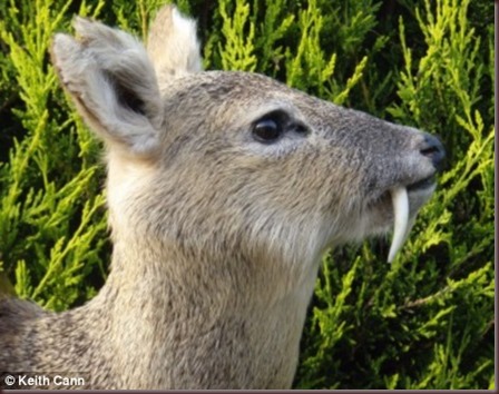 Amazing Animal Pictures Water Deer (4)