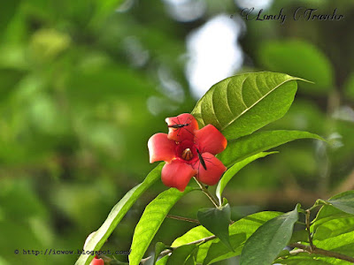 Scarlet Wrightia - Wrightia coccinea