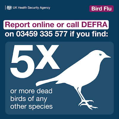 Call DEFRA if you find 5 dead birds of any type
