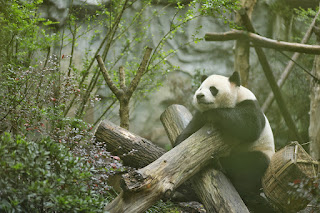 Facts about Giant Panda