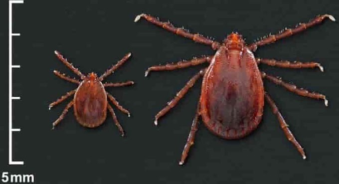 Duas infecções pelo vírus Powassan relatadas nos EUA