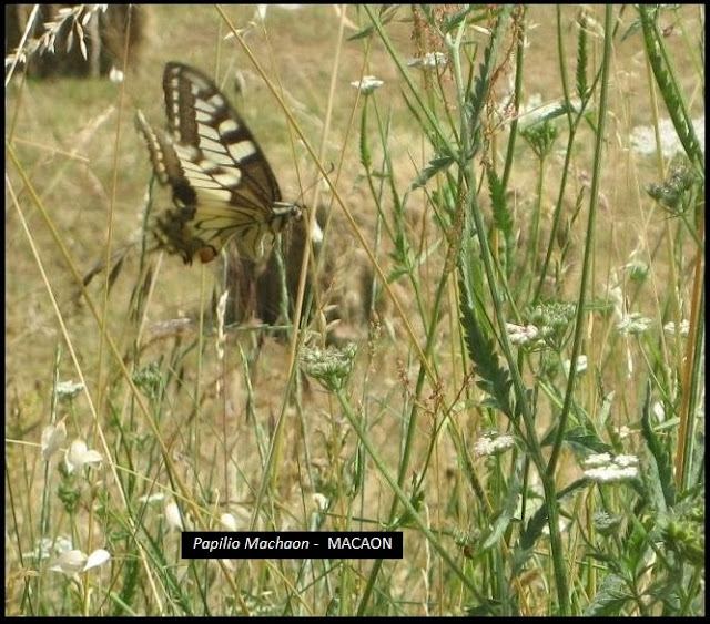 Papilio Machaon - Macaon