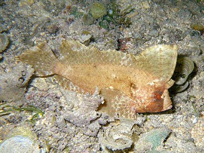 Cockatoo Waspfish (Ablabys taenianotus)