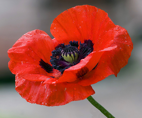 Oriental Poppy