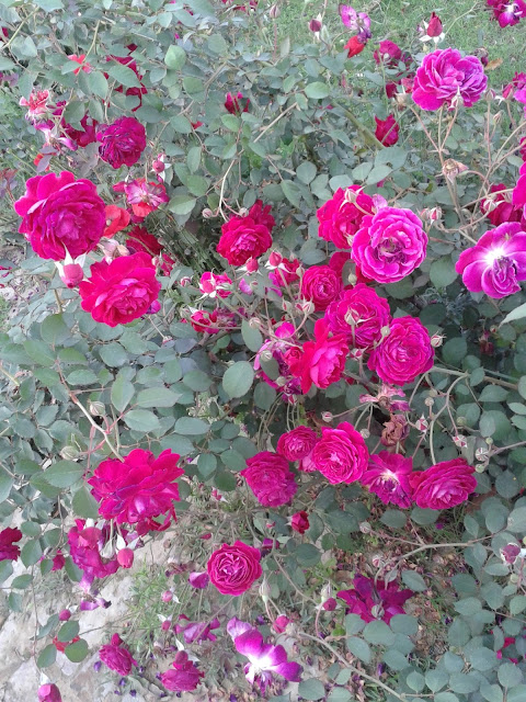 desi red roses