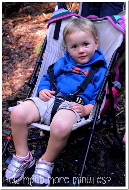 Dorrigo National Park | How Many More Minutes?