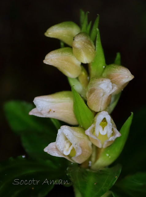 Goodyera foliosa