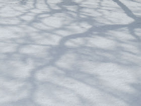 shadows of twisted sumac trees on snow