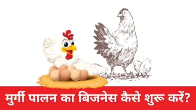 मुर्गी पालन का बिजनेस कैसे करें? पूरी जानकारी, Murgi Palan ka business kaise kare in Hindi, poultry farming cost, chicken farming cost, broiler chicks cost, poultry feed cost, cost of broiler chicks, broiler chicken raising cost, broiler poultry farming cost, poultry farming, poultry business, poultry, poultry business cost, poultry business starting cost, broiler chicks rate, cost of poultry feed, cost of broiler chicken, poultry farming information, cost of broiler poultry farming, broiler farming, broiler chicken farming cost, poultry chicks cost