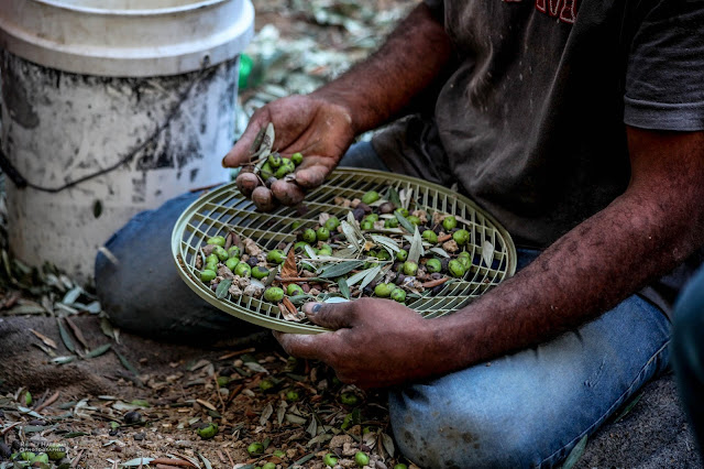 In pictures: Olive-picking season in Gaza