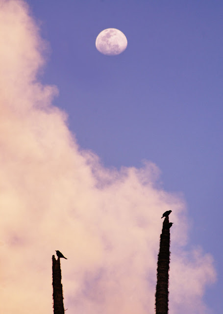 Moon , birds and areca palm tree picture