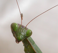 Cap de mantis