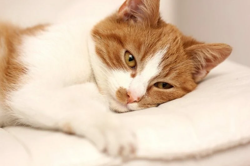 علاج استفراغ القطط رغوة بيضاء