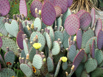 A Purple Cactus in the Atlanta Botanical Garden