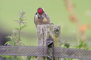 Great Spotted Woodpecker DFBridgeman