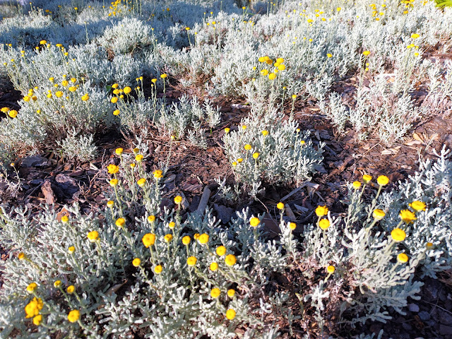 Santolina o abrotano hembra (Santolina chamaecyparissus L.).