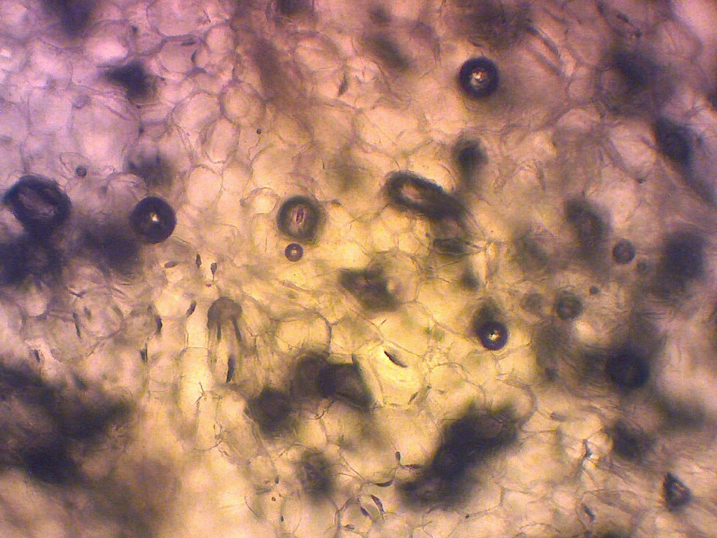 Berbagi itu Indah Gambar  Mikroskopik Tumbuhan 