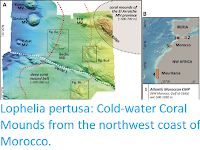 https://sciencythoughts.blogspot.com/2019/03/lophelia-pertusa-cold-water-coral.html