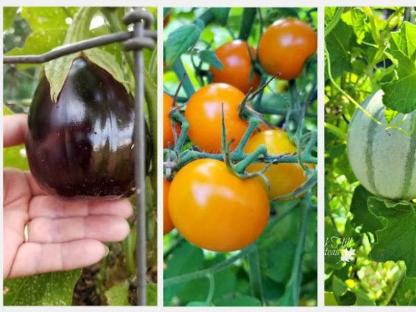 9 Warm Weather Vegetables to Grow in Raised Beds
