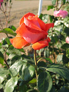 ROSA, FLOR ETERNA