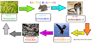 Contoh Rantai Makanan