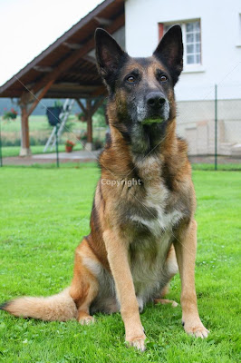 Belgian Shepherd Dog 