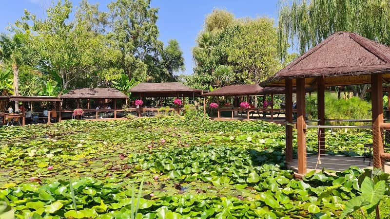 Blue Lotus Water Garden at Yarra Junction