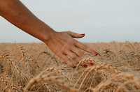 Wheat ripened - Photo by Paz Arando on Unsplash