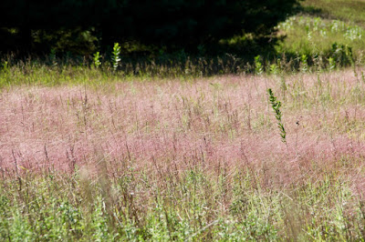 purple love grass and round-headed bush clover