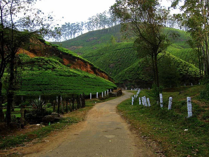 Munnar - Beauty and Greeny Place in Kerala,India...