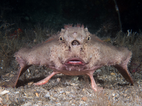 Batfish