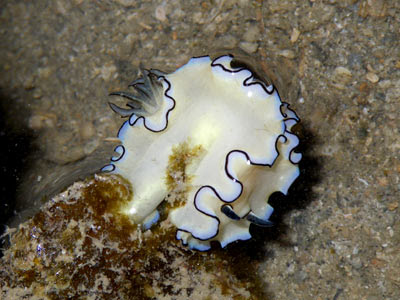 Black Margined Glossodoris Nudibranch (Glossodoris atromarginata)