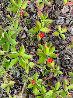 Bunches of green leaves with red berries.