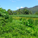 View album