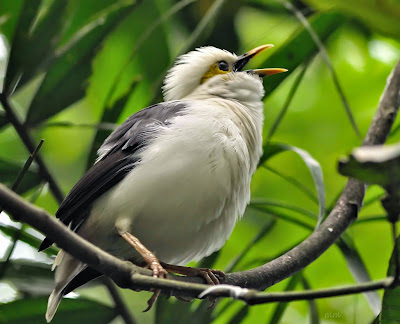 Burung Jalak Putih