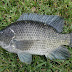 Fish: Tilapia mossambicus | fish | fishing | angler fish | goldfish |