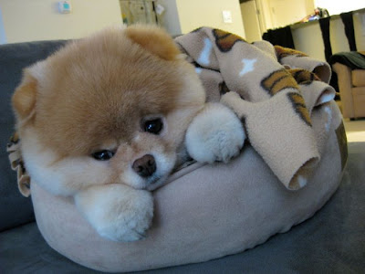 Meet Boo the Cutest Pomeranian Dog Seen On  www.coolpicturegallery.us