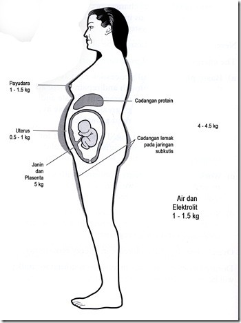 3. Distribusi kenaikan berat badan ibu hamil