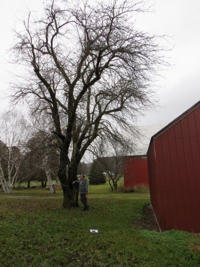 large apple tree