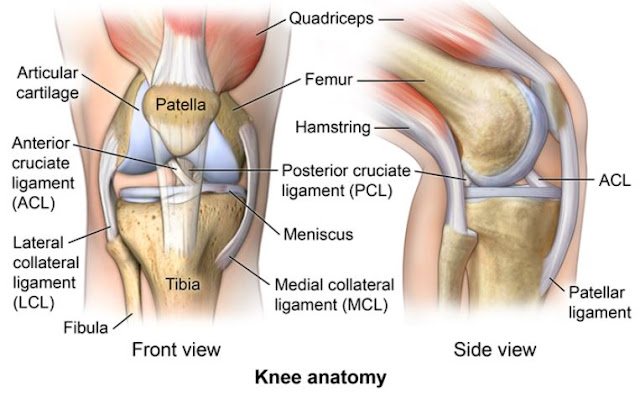 anatomi tulang lutut