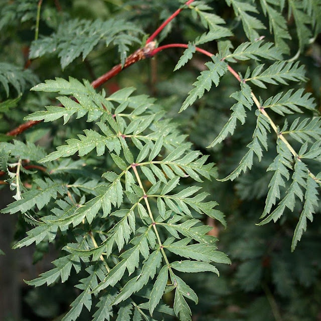 Sorbus aucuparia 'Asplenifolia'