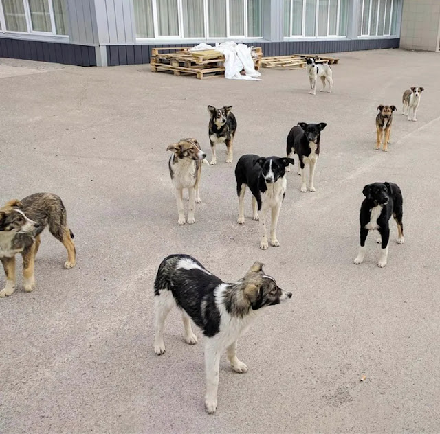 Un grupo de perros de pie en Chernobyl.