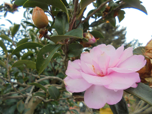 サザンカ（山茶花）