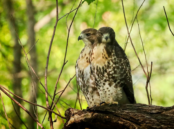 Two of the Tompkins Square red-tailed hawk fledglings perch together