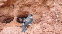 Bank Swallow adult with chicks – Cousins Shore, PEI – Aug. 1, 2015 – Roberta Palmer